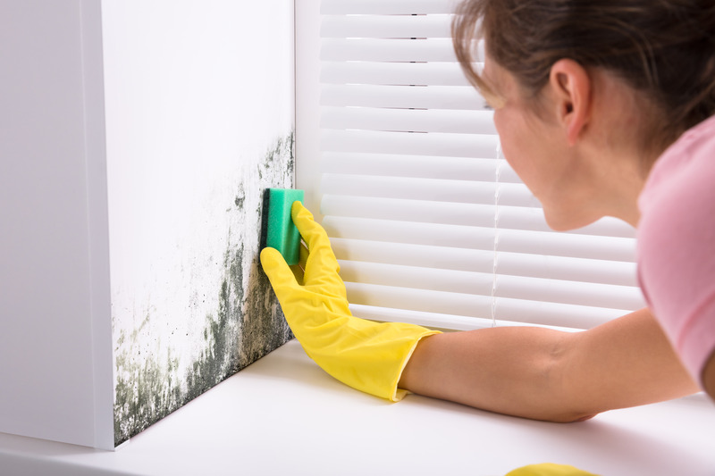 Swift and Effective Mold Remediation in Fort Myers
