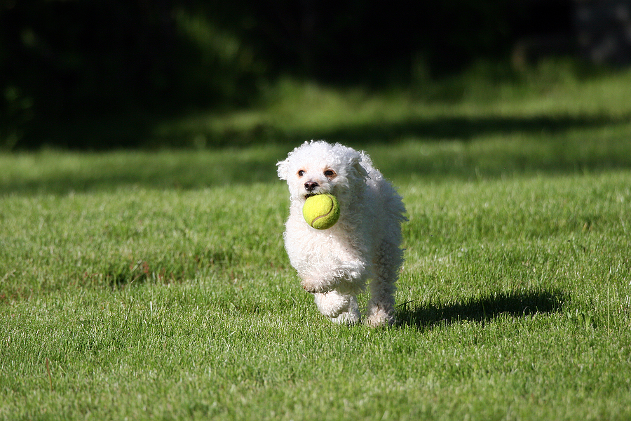Tipp to Tail Pet Resort and Spa